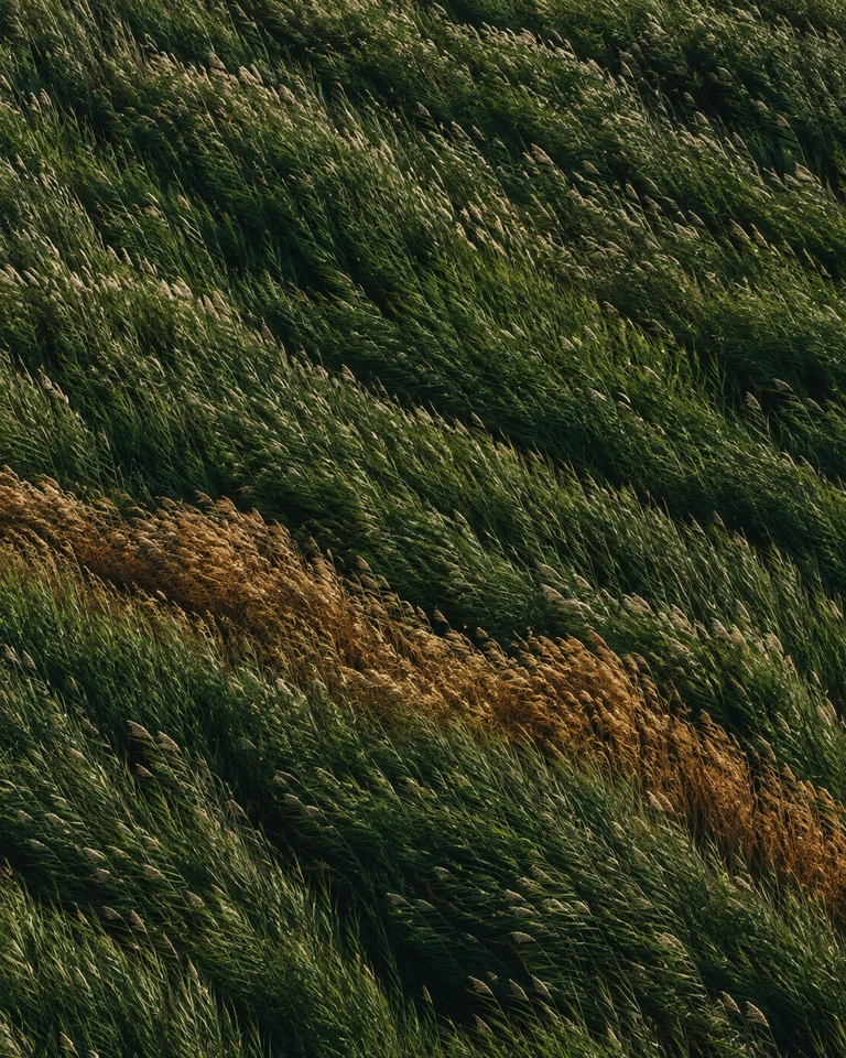Waves of wind moving through dark green reeds, crossed by a ribbon of golden seed heads